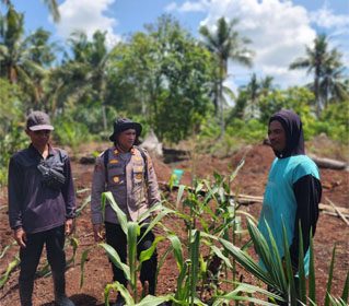 Pengecekan perkembangan tanaman dan hasil jagung pipil bersama warga di wilayah hukum Polsek Panipahan. (Foto: ist)