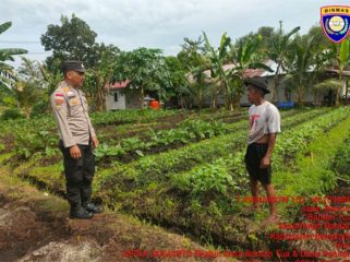 Bhabinkamtibmas Desa Bantan Tua cek ketahanan pangan ke petani cabe. (Foto: ist)
