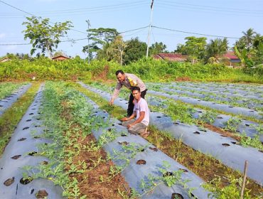Pengecekan lahan pertanian Program P2B milik warga di Jalan Pramuka, Kecamatan Tebing Tinggi, Kabupaten Kepulauan Meranti.  (Foto: ist)