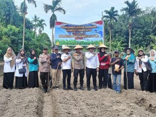 Penanaman bibit jagung pipil di Desa Kuala Alam, Kecamatan Bengkalis. (Foto: ist)