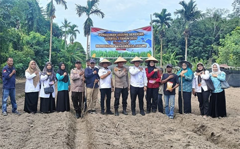 Penanaman bibit jagung pipil di Desa Kuala Alam, Kecamatan Bengkalis. (Foto: ist)