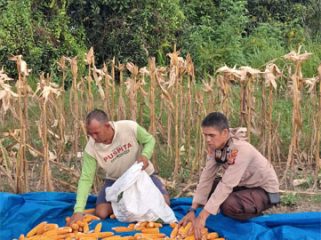 Panen jagung Kuartal II Tahun 2026 di Kelurahan Batu Panjang, Kecamatan Rupat. (Foto: ist)