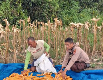 Panen jagung Kuartal II Tahun 2026 di Kelurahan Batu Panjang, Kecamatan Rupat. (Foto: ist)