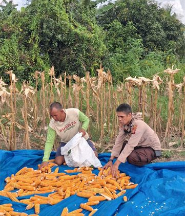 Panen jagung Kuartal II Tahun 2026 di Kelurahan Batu Panjang, Kecamatan Rupat. (Foto: ist)