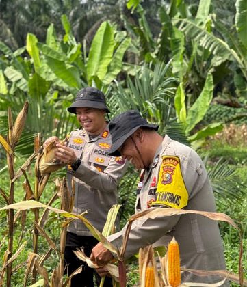 Lahan Binaan Polsek Pinggir Hasilkan 2 Ton Jagung untuk Dukung Swasembada Pangan