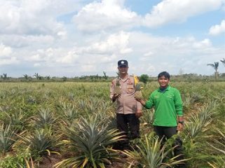 Monitoring dan pembinaan di bidang pertanian dengan jenis tanaman Nanas milik kelompok tani. (Foto: ist)