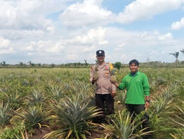 Monitoring dan pembinaan di bidang pertanian dengan jenis tanaman Nanas milik kelompok tani. (Foto: ist)