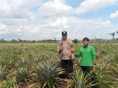 Monitoring dan pembinaan di bidang pertanian dengan jenis tanaman Nanas milik kelompok tani. (Foto: ist)
