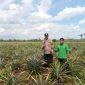 Monitoring dan pembinaan di bidang pertanian dengan jenis tanaman Nanas milik kelompok tani. (Foto: ist)