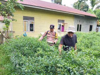 Panen cabai rawit bersama warga di Jalan Utama, Dusun Mawar, Desa Bantar, Kecamatan Rangsang Barat, Kabupaten Kepulauan Meranti.. (Foto: ist)