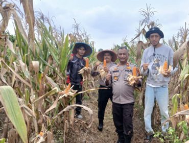 Panen jagung pipil Kuartal II Tahun 2026. (Foto: ist)