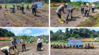 Perkuat Ketahanan Pangan Nasional, Polsek Jemaja Tanam Jagung di Lahan Petani Bukit Padi