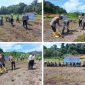 Penanaman Jagung Serentak Kuartal II Tahun 2026 di kawasan Kampung Telipuk, Desa Bukit Padi. (Foto: ist)