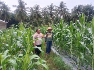 Pengecekan lahan pertanian jagung manis dan tanaman hidroponik milik warga di Desa Alahair Timur.  (Foto: ist)