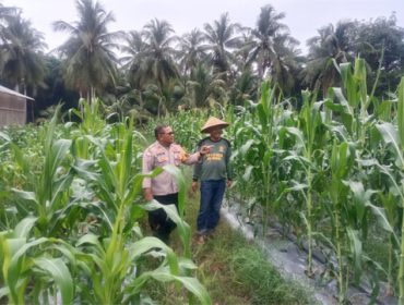 Pengecekan lahan pertanian jagung manis dan tanaman hidroponik milik warga di Desa Alahair Timur.  (Foto: ist)