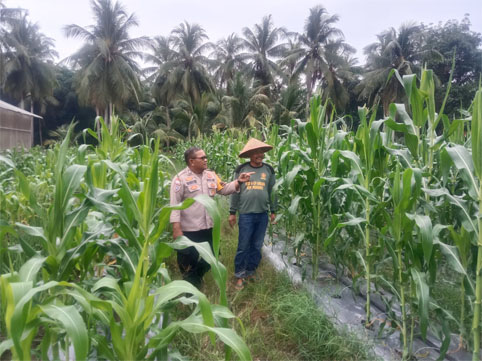 Pengecekan lahan pertanian jagung manis dan tanaman hidroponik milik warga di Desa Alahair Timur.  (Foto: ist)