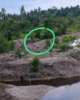 Penampakan kemunculan harimau. 