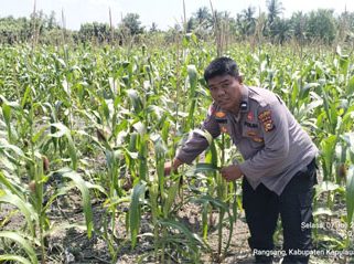 Pengecekan perkembangan tanaman jagung pipil Kuartal I Tahun 2026 di lahan pertanian milik warga. (Foto: ist)