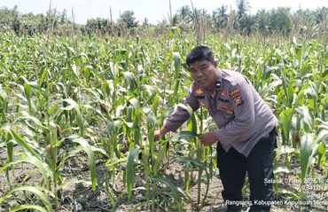 Pengecekan perkembangan tanaman jagung pipil Kuartal I Tahun 2026 di lahan pertanian milik warga. (Foto: ist)