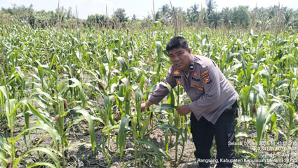 Pengecekan perkembangan tanaman jagung pipil Kuartal I Tahun 2026 di lahan pertanian milik warga. (Foto: ist)
