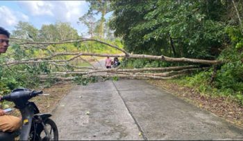 Pohon tumbang. (Foto: ist)