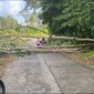 Pohon tumbang. (Foto: ist)