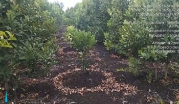 Program agroforestri oleh Koperasi Produsen Ikatan Pemuda Melayu Peduli Lingkungan (Kop.PIPMPL) mengkombinasikan tanaman kehutanan jenis pohon Geronggang (Cratoxylum  arborescens) dengan tanaman perkebunan