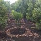 Program agroforestri oleh Koperasi Produsen Ikatan Pemuda Melayu Peduli Lingkungan (Kop.PIPMPL) mengkombinasikan tanaman kehutanan jenis pohon Geronggang (Cratoxylum  arborescens) dengan tanaman perkebunan