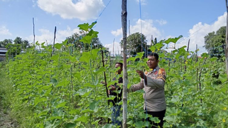 Bhabinkamtibmas Cek Perkebunan Melon Warga di Nipah Sendanu