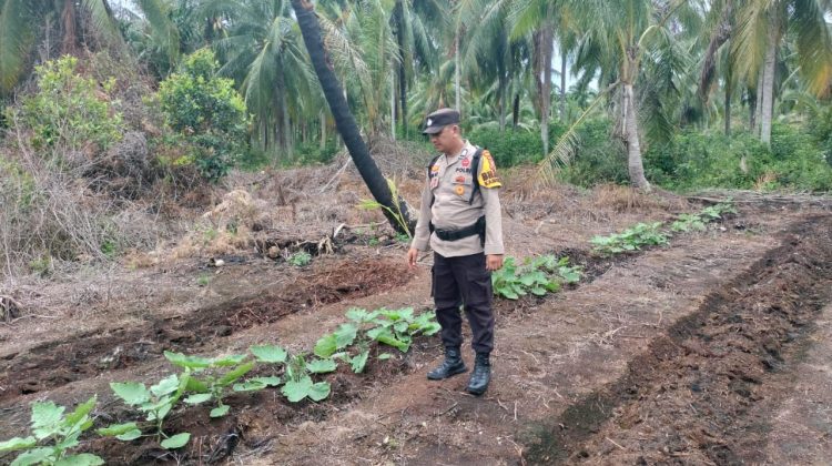 Polsek Rangsang Dampingi Warga Tanam Terong Dukung Program Ketahanan Pangan