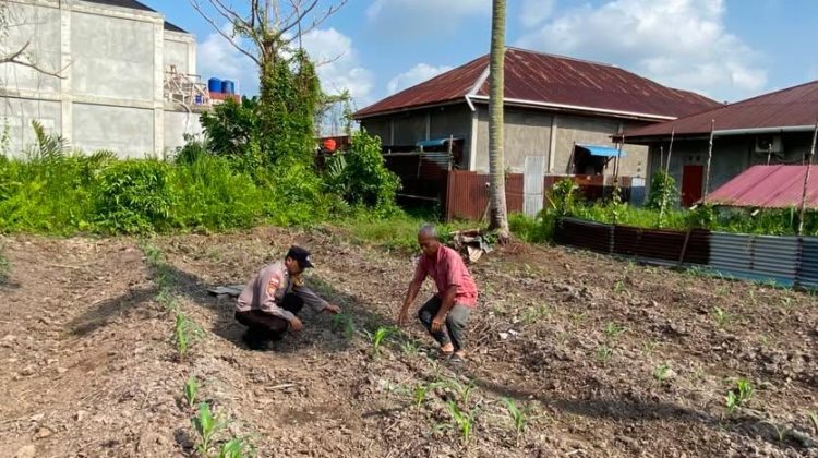 Bhabinkamtibmas Cek Ketahanan Pangan Pertanian Jagung Pipil Warga Selatpanjang Selatan