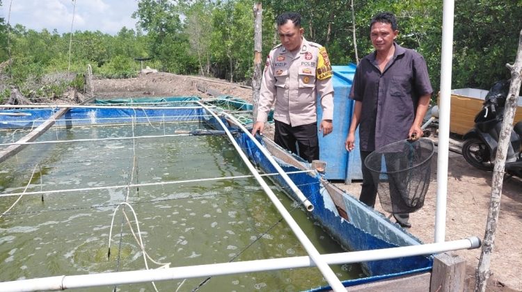 Bhabinkamtibmas Desa Banglas Cek Budidaya Tambak Udang Warga, Diperkirakan 60.000 Ekor