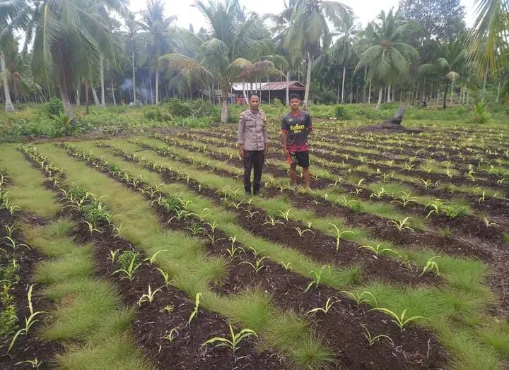 Polsek Rangsang Cek Lahan Jagung Pipil Kuartal I 2026 di Desa Sonde