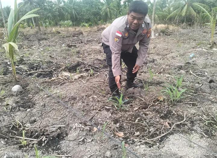 Polsek Rangsang Cek Lahan Jagung Pipil Di Desa Tanjung Samak