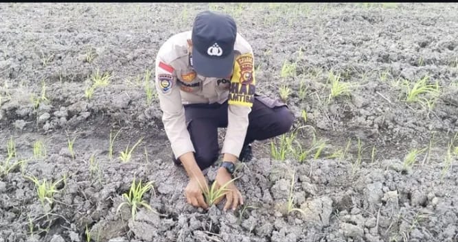 Polsek Rangsang Cek Lahan Jagung Pipil di Desa Sendaur