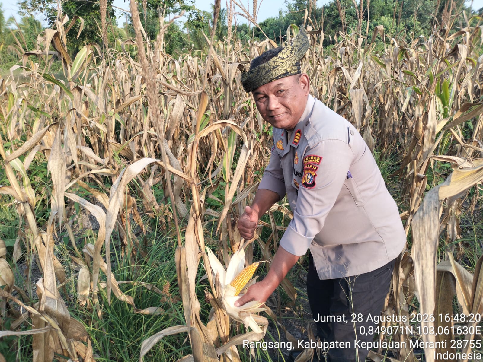 Polsek Rangsang Dukung Ketahanan Pangan Nasional melalui Panen Jagung Pipil