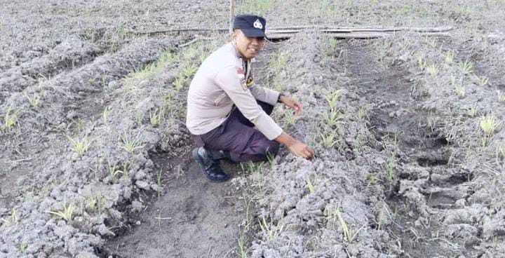 Polsek Rangsang Cek Lahan Jagung Pipil Seluas 1 Hektare