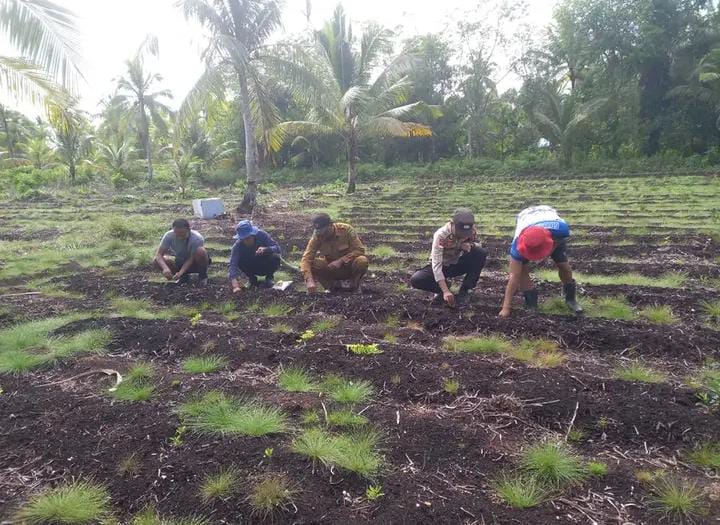 Polsek Rangsang Cek Lahan Jagung Pipil di Desa Sonde