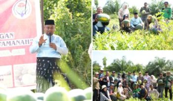 Panen raya semangka di Dusun 1 Sungai Pinang, Kampung Kota Ringin. (Foto: ist)