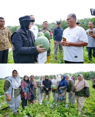 Bupati Siak Dr. Afni Zulkifli, M.Si, hadiri panen semangka. (Foto: ist)