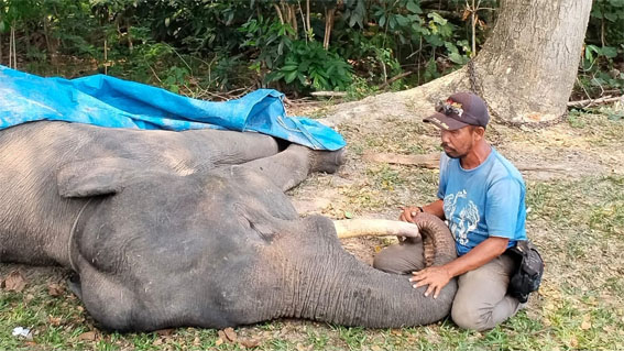 Gajah Diego Mati di PLG Minas, Diduga Akibat Gangguan Pencernaan