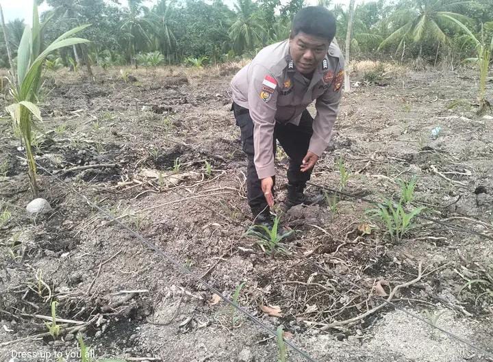 Aguslan : Anggota Rutin Pengecekan Tanaman Jagung Pipil di Rangsang