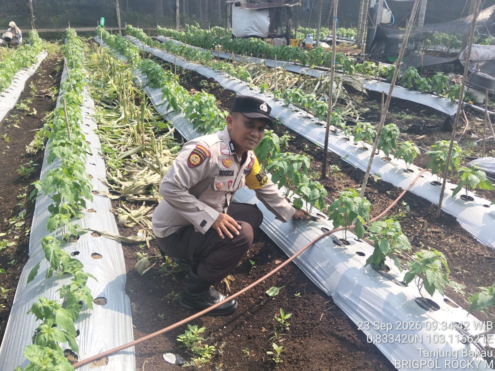 Di desa Tanjung Bakau, Polsek Rangsang Aktif Pantau Perkembangan Pangan Warga