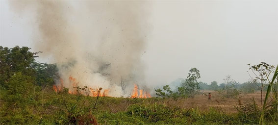 Kebakaran hutan dan lahan (Karhutla). (Foto: ist)